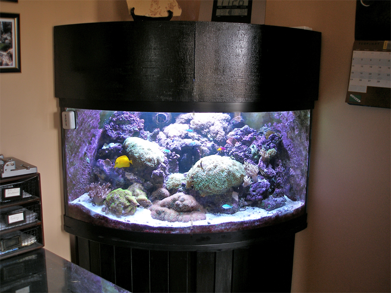 92g Corner Reef